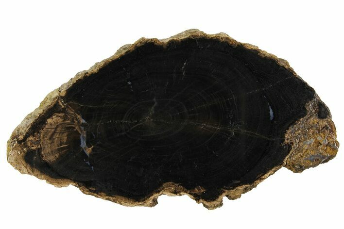 Petrified Wood (Schinoxylon) Round - Blue Forest, Wyoming #166406